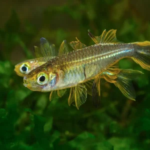 Celebes Rainbowfish (Marosatherina ladigesi)
