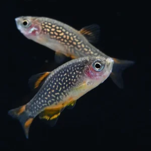 Celestial Pearl Danio