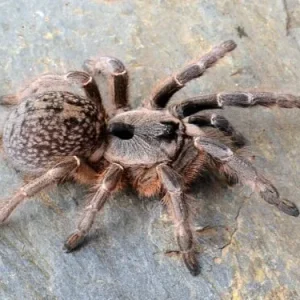 Ceratogyrus darlingi - Rear Horned Baboon Tarantula for Sale | TDE