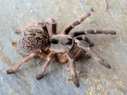 Ceratogyrus darlingi - Rear Horned Baboon Tarantula for Sale | TDE