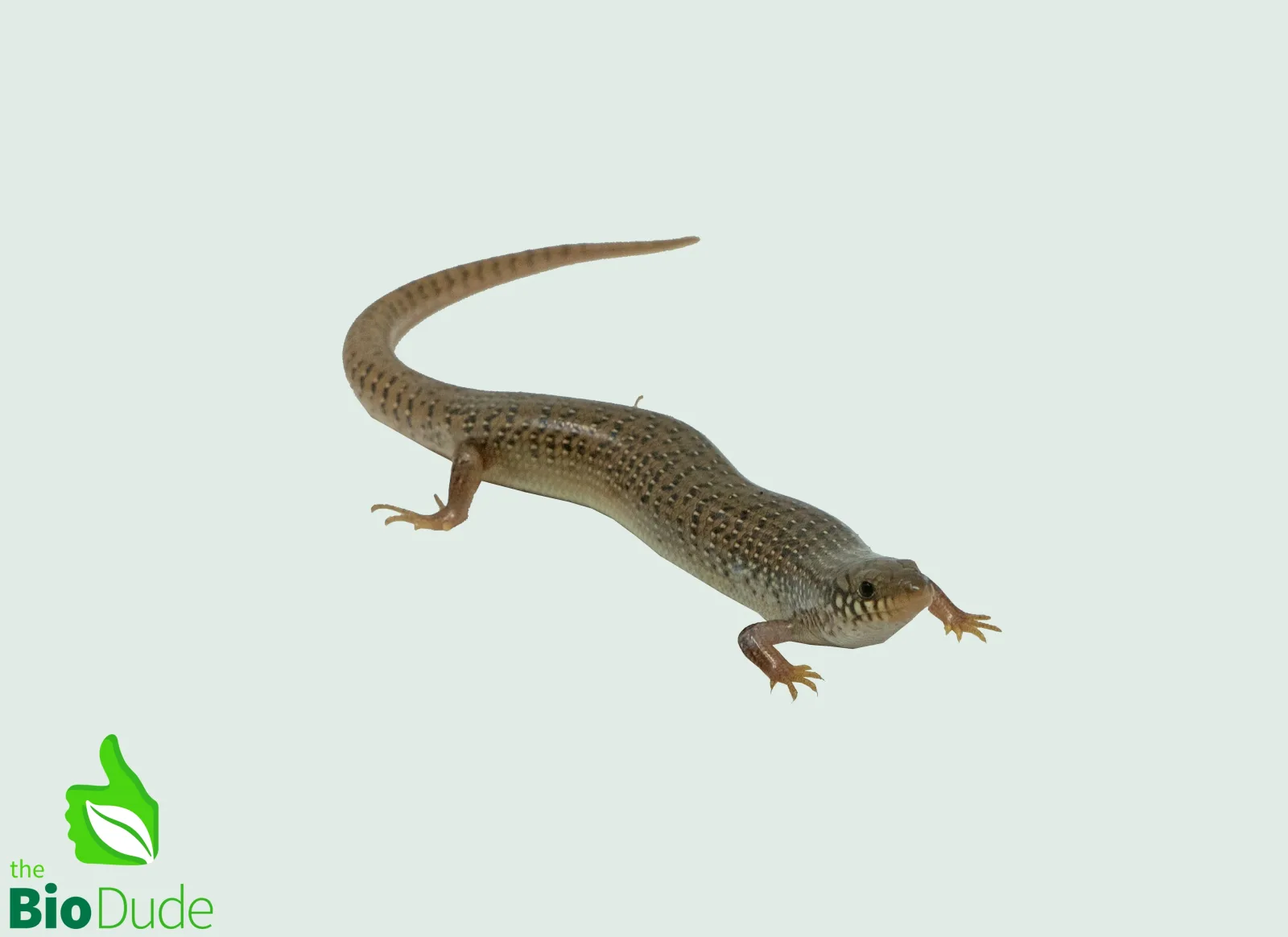 Chalcides ocellatus (captive-bred) | Ocellated Skink, Eyed Skink - Image 2