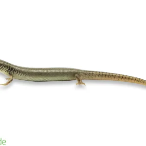 Chalcides ocellatus (captive-bred) | Ocellated Skink, Eyed Skink