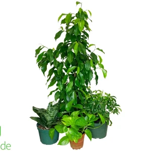 Chameleon Plant Pack