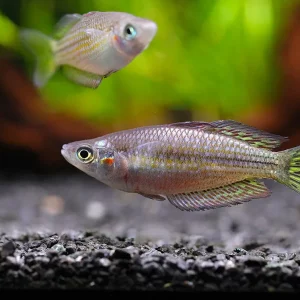 Checkered Ornate Rainbowfish (Melanotaenia splendida inornata) – Tank Bred