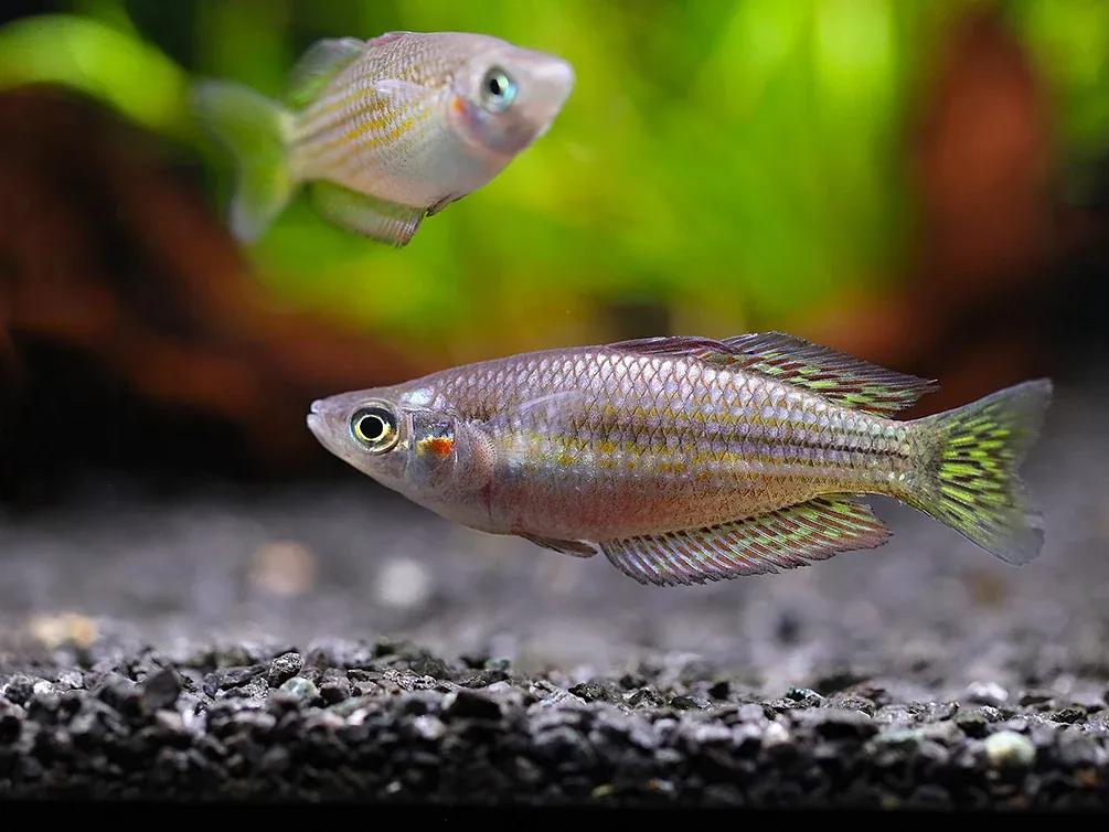 Checkered Ornate Rainbowfish (Melanotaenia splendida inornata) – Tank Bred