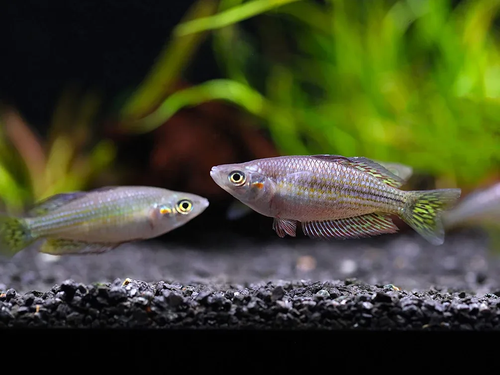 Checkered Ornate Rainbowfish (Melanotaenia splendida inornata) – Tank Bred - Image 2