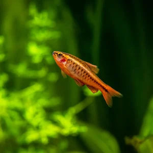 Cherry Barb Fish