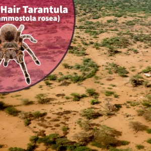 Chilean Flame/ Rose Hair Tarantula (Grammostola rosea/porteri) Bioactive Kit