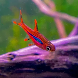 Chili Rasbora