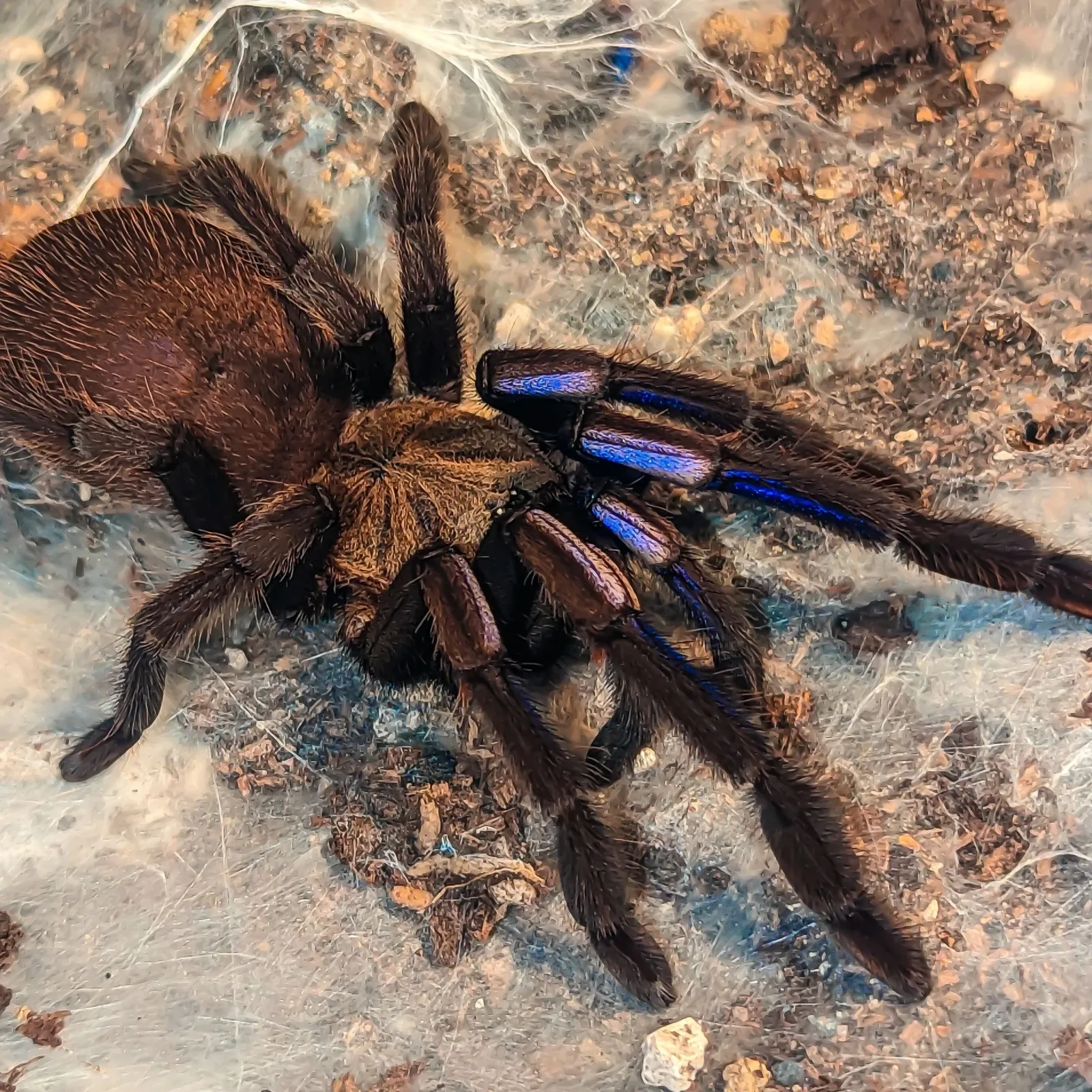 Chilobrachys natanicharum - Electric Blue Tarantula for Sale | TDE
