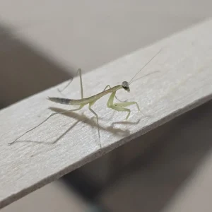 Chinese Praying Mantis (Tenodera sinensis)