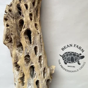 Cholla Wood