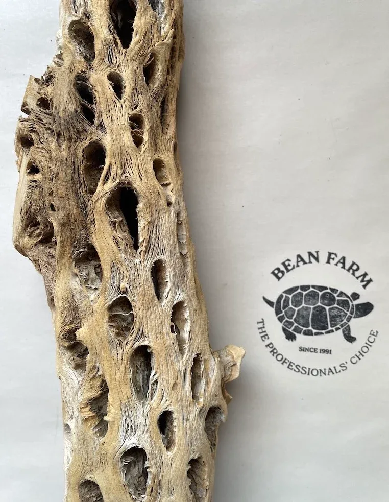 Cholla Wood