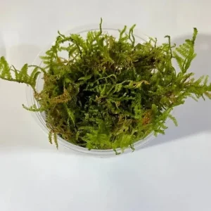 Christmas Moss
