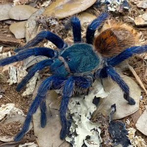 Chromatopelma cyaneopubescens - Green Bottle Blue Tarantula for Sale | TDE