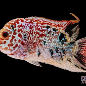 Cichlid - Flowerhorn Red Golden Base 3.5n