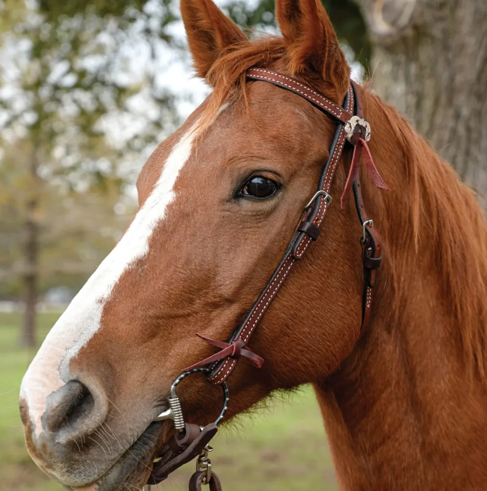 Circle Y Saddlery Burnett Chestnut Browband Headstall - Image 2