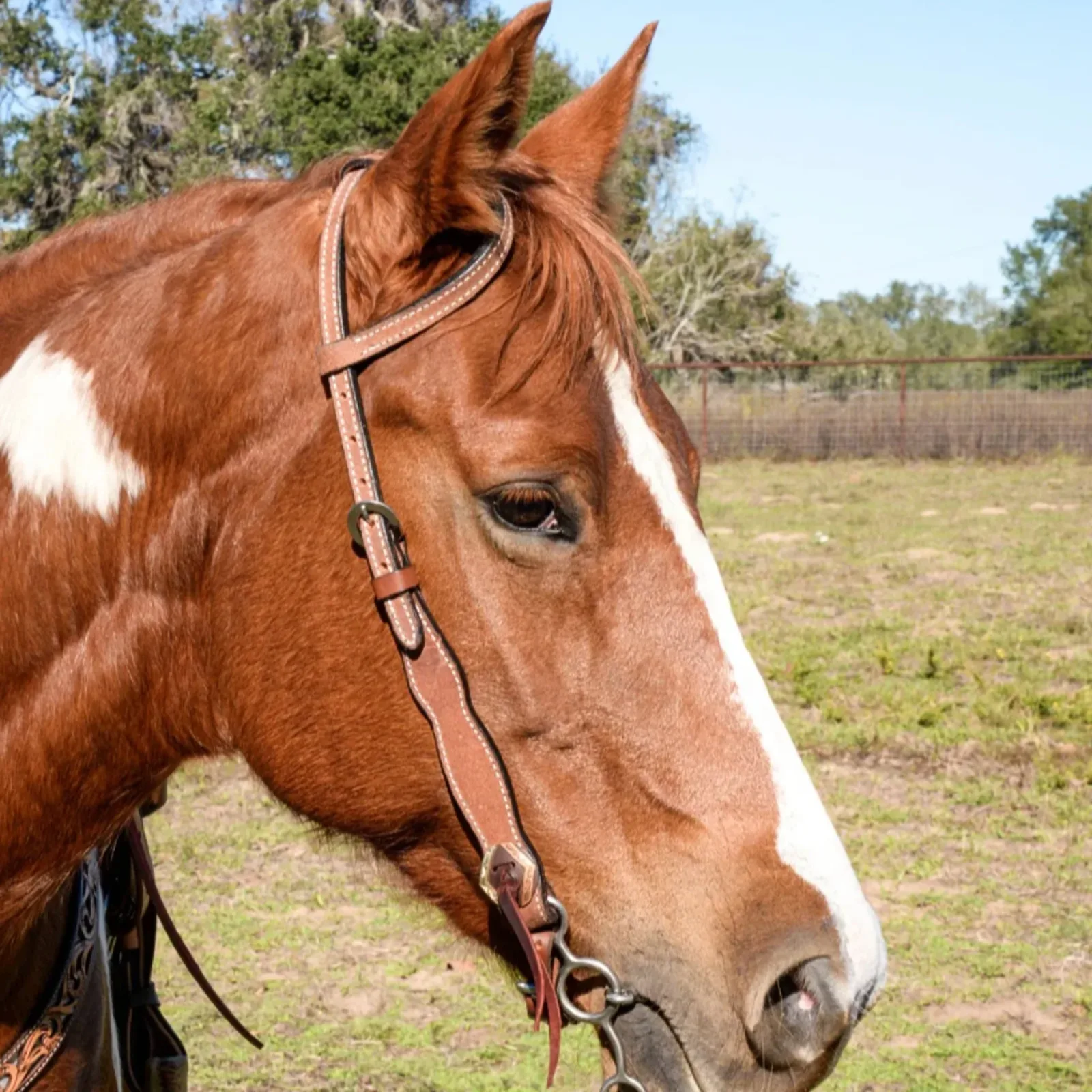Circle Y Saddlery Oakwood Heavy Oil Single Ear Headstall - Image 2