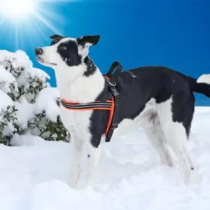 Clean Run ComfortFlex Padded Sport Harness - Discontinued Colors & Sizes