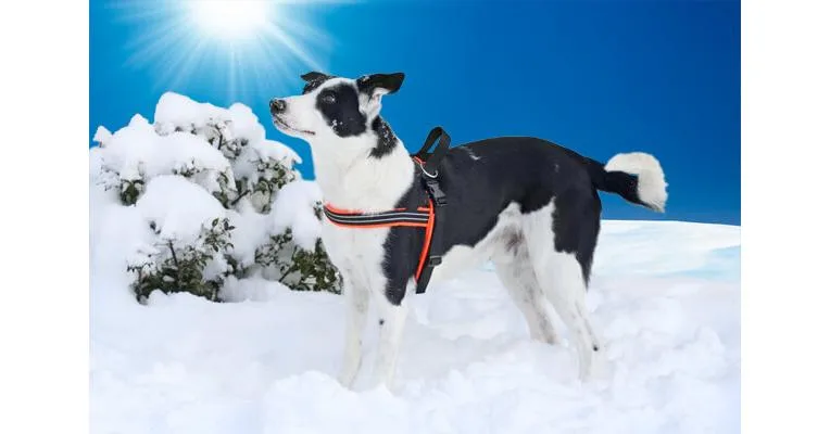 Clean Run ComfortFlex Padded Sport Harness - Discontinued Colors & Sizes