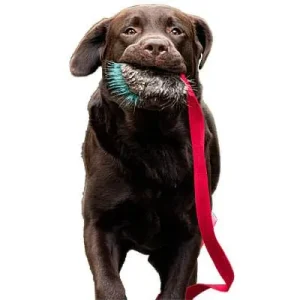 Clean Run Doggie-Zen Beaver Crinkle Chaser, DZ-7378
