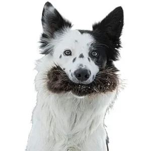 Clean Run Doggie-Zen Beaver Treat Pocket, DZ-8321