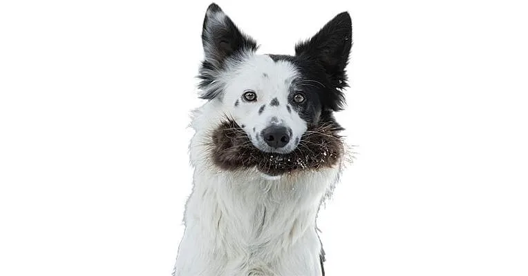 Clean Run Doggie-Zen Beaver Treat Pocket, DZ-8321
