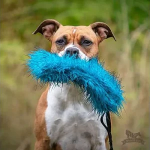Clean Run Doggie-Zen Bungee Crackle Tug, DZ-7098