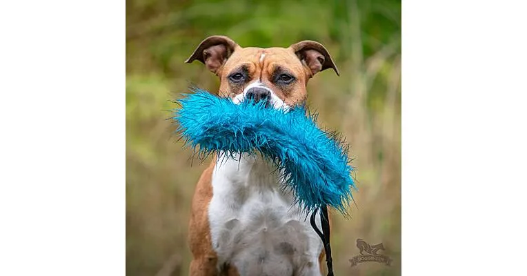 Clean Run Doggie-Zen Bungee Crackle Tug, DZ-7098