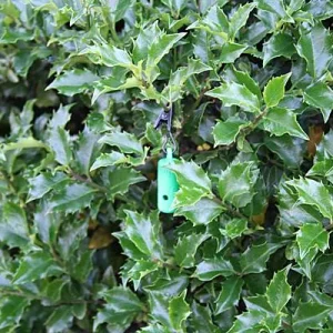 Clean Run Nose Work Clip-On Hanging Vessel