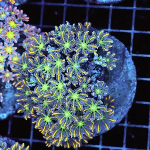 Clove Colony WYSIWYG - SAQ Coral Farm