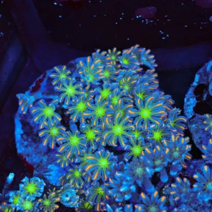 Clove Coral Colony WYSIWYG - SAQ Coral Farm