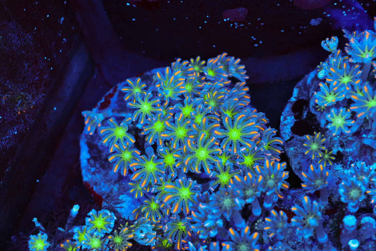 Clove Coral Colony WYSIWYG - SAQ Coral Farm