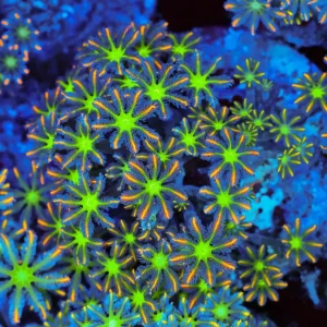 Clove Coral Colony WYSIWYG - SAQ Coral Farm