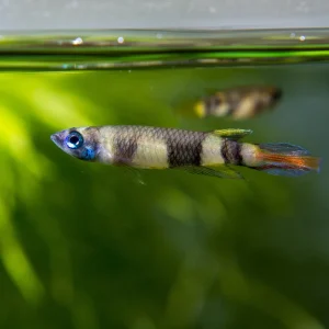 Clown Killifish