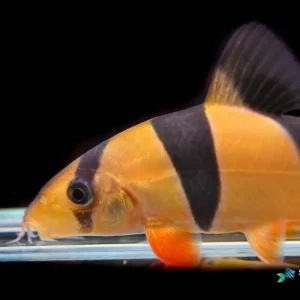 Clown loach
