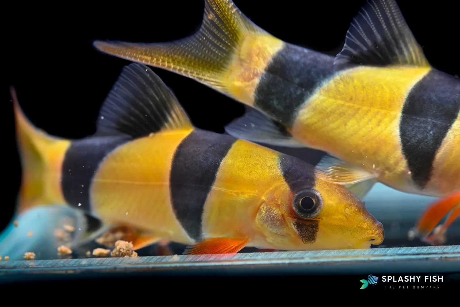 Clown loach - Image 2