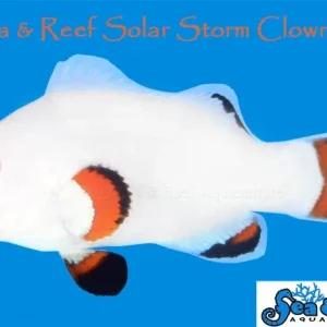 Clown - Solar Storm