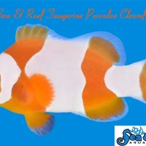 Clown - Tangerine Percules