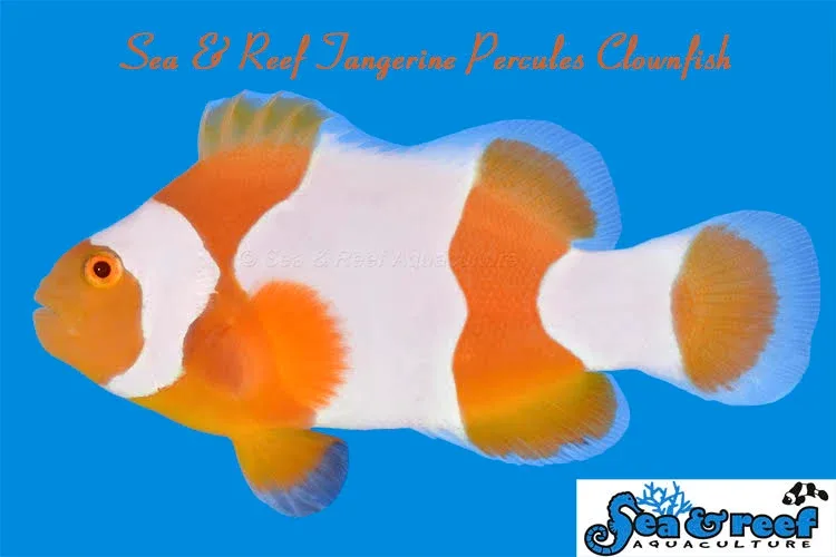 Clown - Tangerine Percules