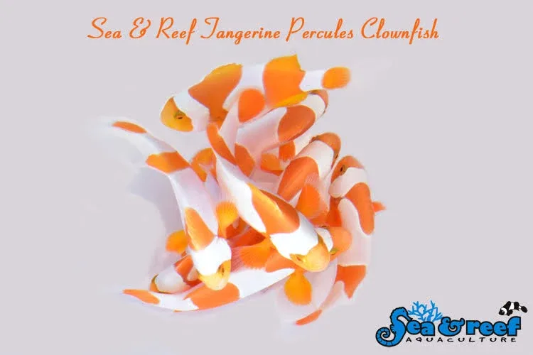 Clown - Tangerine Percules - Image 2