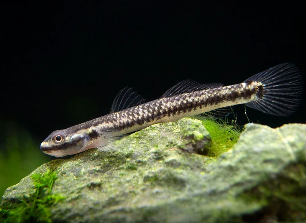 Cobalt Blue Dwarf Goby (Stiphodon semoni) - Image 2