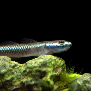Cobalt Blue Dwarf Goby (Stiphodon semoni)