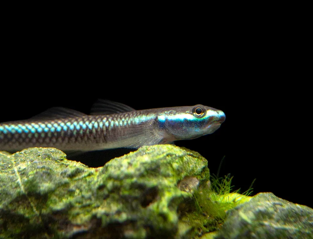 Cobalt Blue Dwarf Goby (Stiphodon semoni)