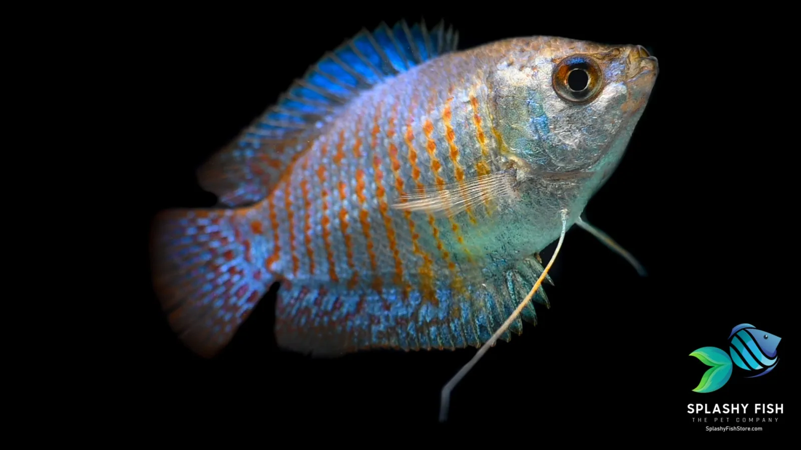 Cobalt Blue Dwarf Gourami - Image 2