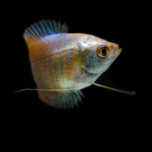 Cobalt Blue Dwarf Gourami
