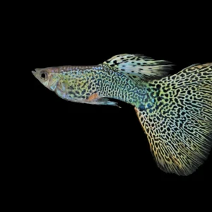 Cobra Guppy Fish