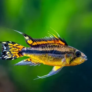 Cockatoo Dwarf Cichlid (Apistogramma cacatuoides)