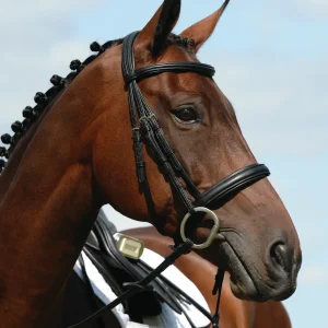 Collegiate® Syntovia+ Padded Raised Caveson Bridle