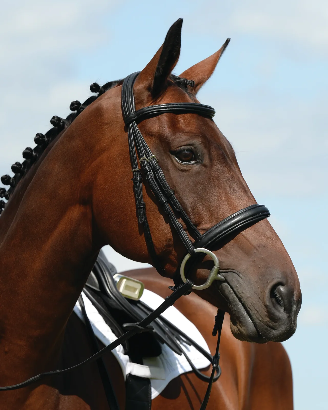 Collegiate® Syntovia+ Padded Raised Caveson Bridle